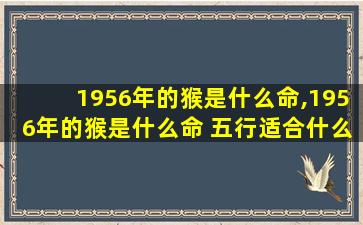 1956年的猴是什么命,1956年的猴是什么命 五行适合什么颜色 🦅